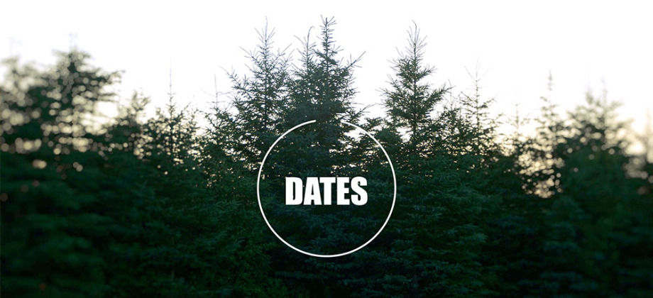 Sapins forêt survie